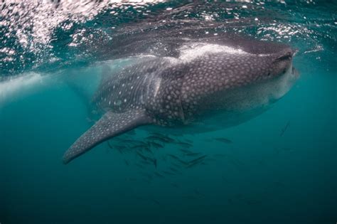 Whale Shark Anatomy | Facts and Features | ECO Migrations