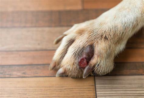 What To Do When Your Dog S Paw Is Hurt At Kaci Johnson Blog