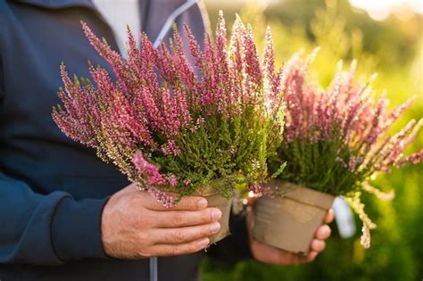 Premium Photo Man Gardener Shopping In Garden Center Buying Calluna