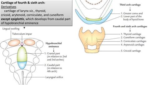 Pharyngeal Arches And Pouches Ppt