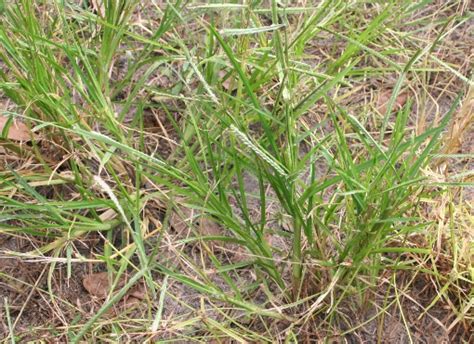 Florida Grass Weeds Identification