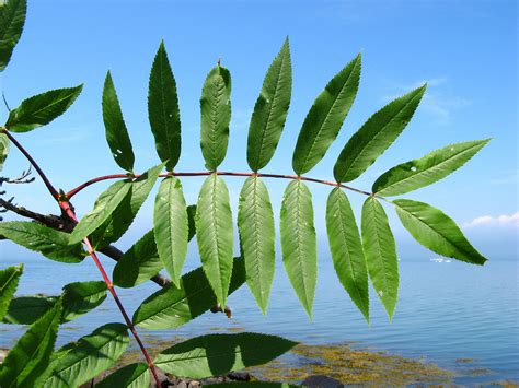 Sorbus americana (American mountain-ash): Go Botany