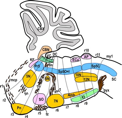 Frontiers Molecular Segmentation Of The Spinal Trigeminal Nucleus In