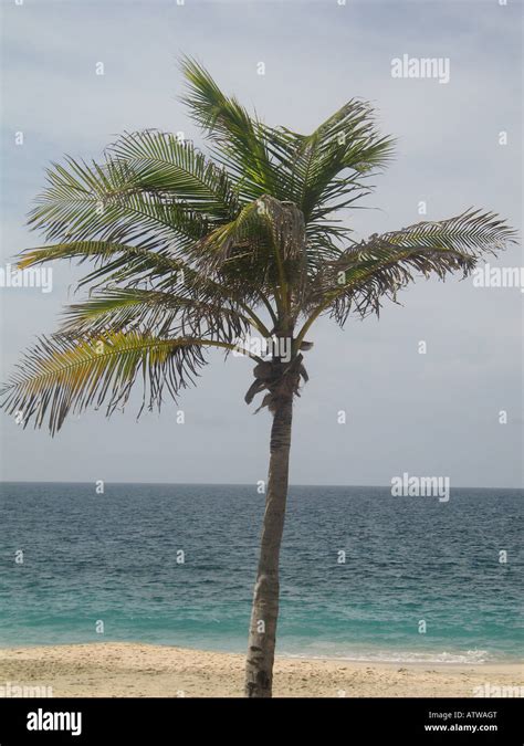 Palm Tree And Tropical Beach Margarita Island Venezuela Stock Photo