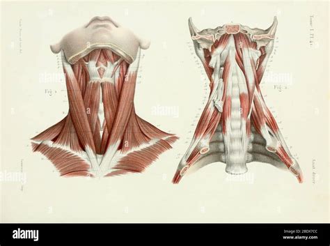 Human Neck Muscles Anterior 1844 Stock Photo Alamy