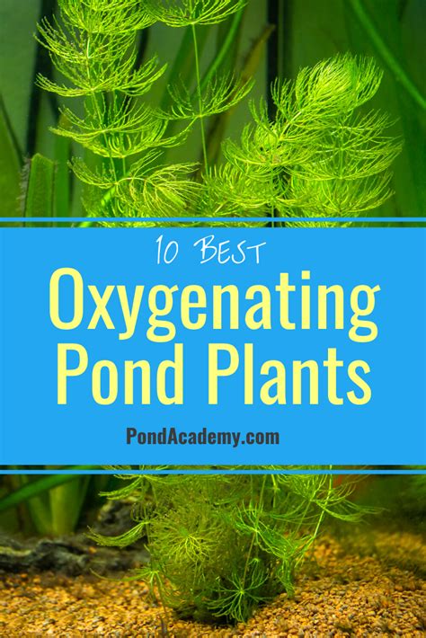 The 10 Best Oxygenating Pond Plants For A Healthy And Clean Pond Pond Plants Pond Landscaping