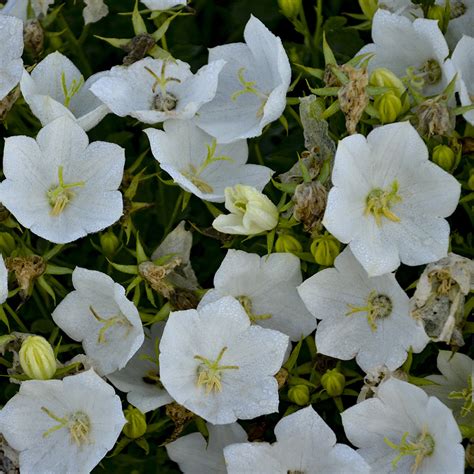 Campanula carpatica 'Rapido White' | Stonehouse Nursery