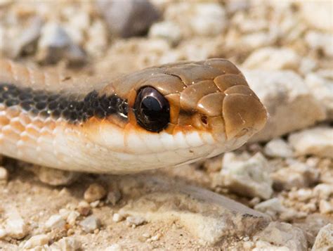 Western Patch Nosed Snake Salvadora Hexalepis Photograph Of Photo Of