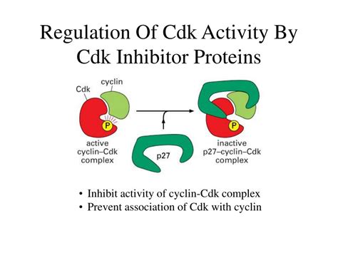 Ppt The Cell Cycle Powerpoint Presentation Free Download Id6681716