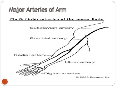 Solution Peripheral Vascular Assessment Studypool