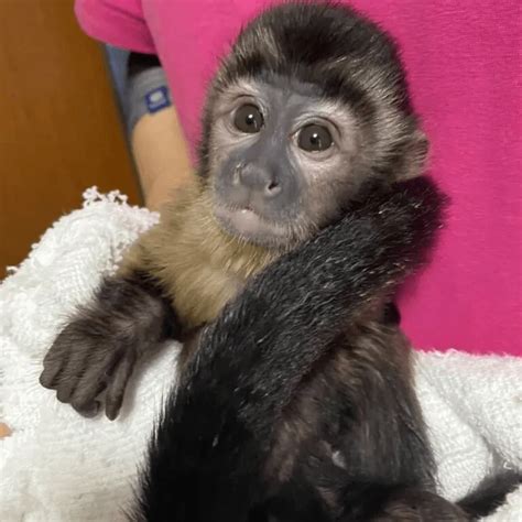 Capuchin Monkey General Monkeys For Adoption