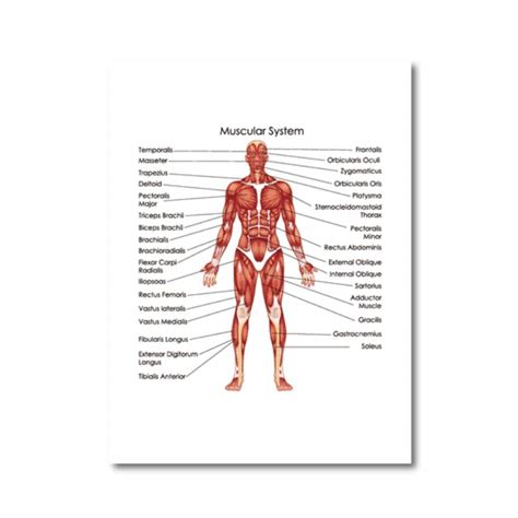 Diagrama Muscular Para Niños