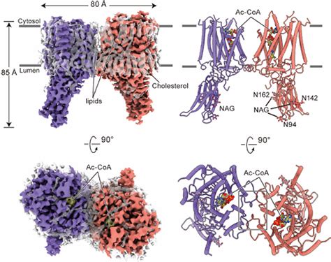 Nat Struct Mol Biol 于杰课题组揭示粘多糖症相关溶酶体乙酰转 生物通