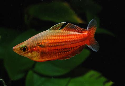 Melanotaenia Ogilbyi Female Aquaristik Studio Heimrich