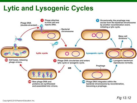 Microbiology Biology 11