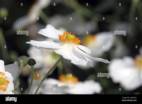 Macro Image Of The Pure White Anemone Honorine Jobert English Garden