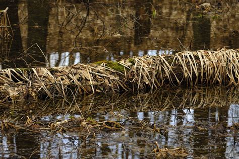 In The Marsh Since Last Summer G Ran Adevik Flickr