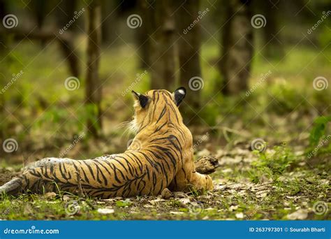 Wild Male Bengal Tiger Or Panthera Tigris Tigris Back Profile Or