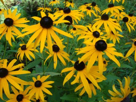 Rudbeckia Fulgida Var Sullivantii Goldsturm Golden Coneflower