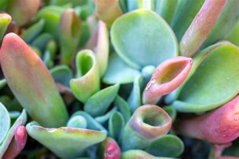 Premium Photo | Types of succulent plants in garden