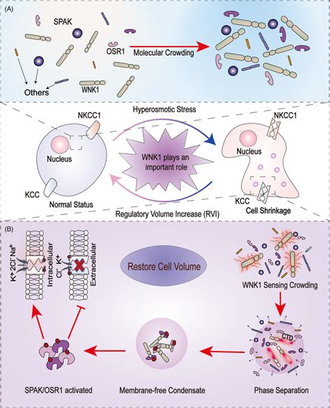 WNK1 Senses Molecular Crowding And Restores Cell Volume A