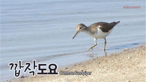 common sandpiper youtube