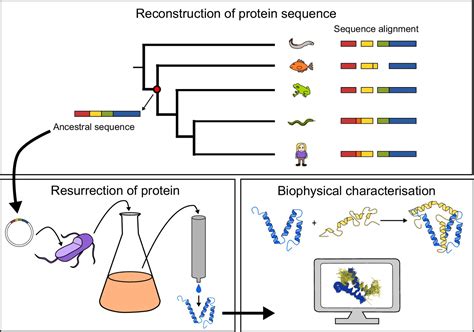 Figures And Data In Emergence And Evolution Of An Interaction Between