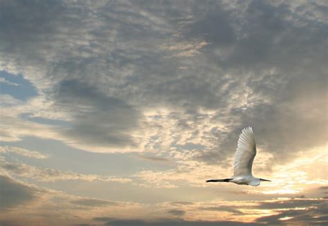 Free Images Landscape Sea Nature Ocean Horizon Bird Wing Cloud