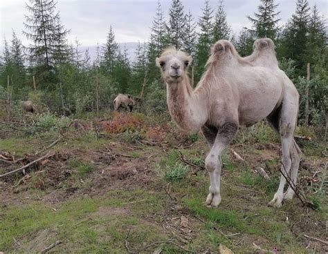 Camels In The Pleistocene Park Rpleistocenepark