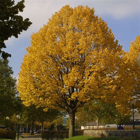 Silberlinde Tilia Tomentosa Brabant Gelb