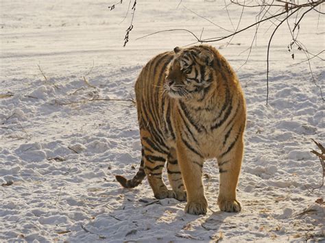 photoscope: Siberian Tigers