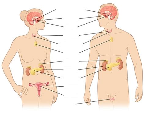 Endocrinology Chapter 1 Diagram Quizlet