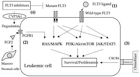 Schematic mechanisms of primary resistance to FLT3 inhibitors. (1 ...