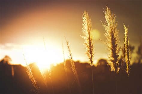 Selective Focus Photography Plant Golden Hour Silhouette Hay