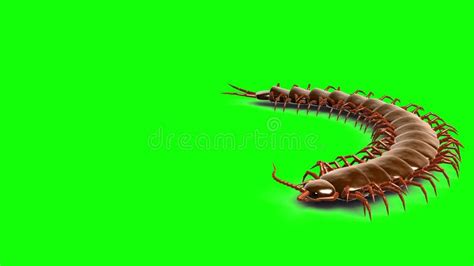 Centipede On Green Screen Cg Animated Silhouette Seamless Loop Stock