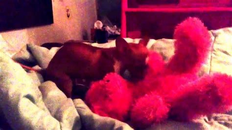 Found Redis A Girl Dog Humping My Teddy Bear Youtube