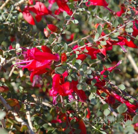 Arizona Red Flowering Shrubs Best Flower Site