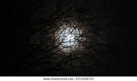 moon   tree images stock   objects vectors