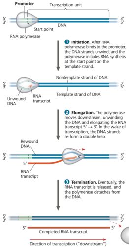 Transcription Rna Processing And Translation Flashcards Quizlet