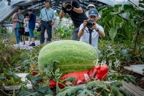 “冬瓜王”种出“西瓜王”！富阳农民破浙江纪录，牛了！资讯频道东方养生