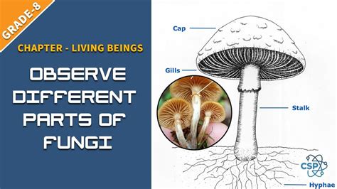 To Observe Different Parts Of Fungi Ble Class Kingdom Fungi