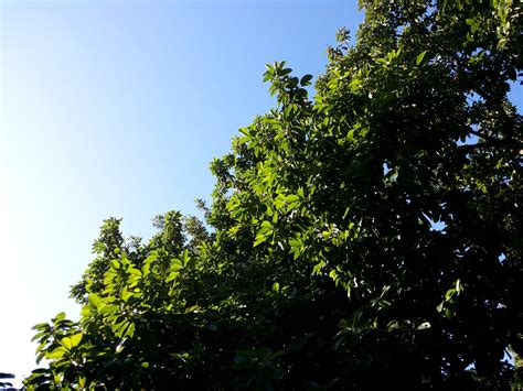 Free Images Tree Nature Forest Branch Light Sky Sunlight Leaf