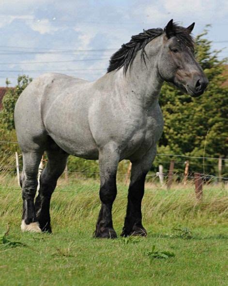 Best 25+ Belgian draft horses ideas on Pinterest | Draft horse breeds, Big horses and Pretty horses