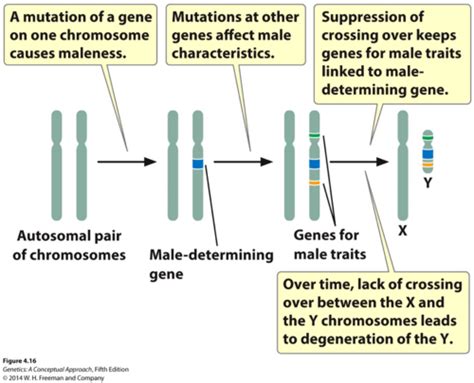 Sexual Differentiation Flashcards Quizlet