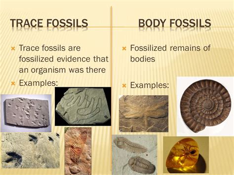 Arriba 64+ imagen trace fossil examples - Abzlocal.mx