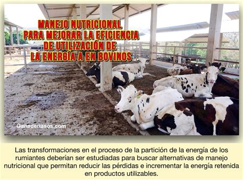 Manejo Nutricional Para Mejorar La Eficiencia De UtilizaciÓn De La