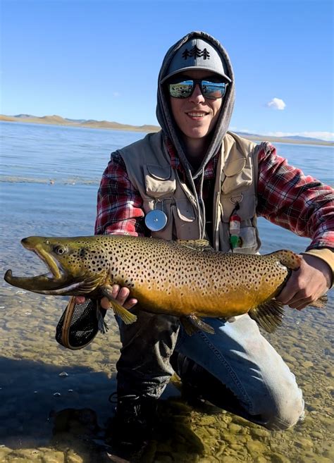 Beautiful Brown Trout At Antero Reservoir December 31 1969