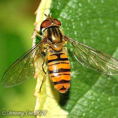 Episyrphus Balteatus