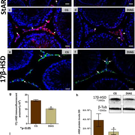 Photomicrographs Of Testicular Sections Subjected To Immunofluorescence