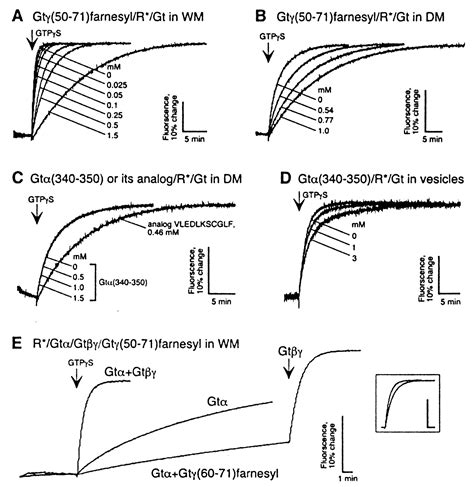 Signal Transfer From Rhodopsin To The G Protein Evidence For A Two